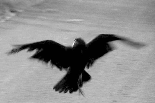 Il Corvo in "Uccellacci e uccellini"